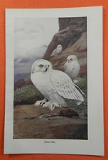 Schnee eule bubo gebraucht kaufen Schnee eule bubo gebraucht kaufen  Lauenburg/ Elbe