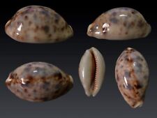 Cypraea lynx rostrata usato  Roma