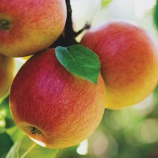 Fuji apple seeds for sale  Gainesville