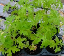Geranium hraveolens lemon for sale Geranium hraveolens lemon for sale  GREENFORD