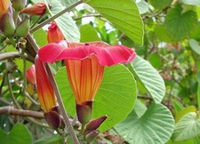 Stictocardia hawaiian sunset for sale  Bowling Green