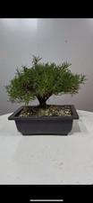 Pre bonsai rosmarino usato Pre bonsai rosmarino usato  Reggello
