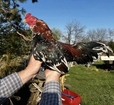 Spangled asil oriental for sale  East Greenville