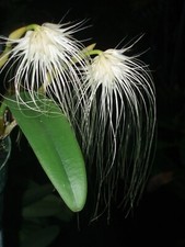 Bizzare hairy beauty for sale  Melbourne