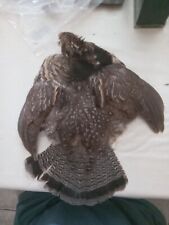 Turkey cape fly for sale  Ireland