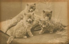 Vintage postcard kittens for sale  UK