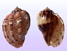 Harpidae, Harpa major conoidalis, Zamboanga, Philippines, 53,8 mm, SUPERB, usado comprar usado  Enviando para Brazil