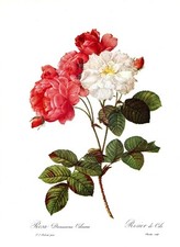 Botanical print redoute for sale  Loxley