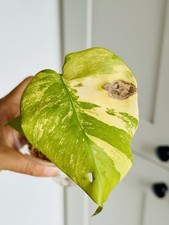Monstera borisigiana aurea for sale  SOUTHPORT