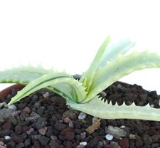 Aloe arborescens reverse usato  Napoli