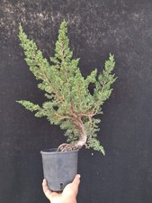 Bonsai juniperus itoigawa usato  Montevarchi