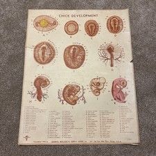 1948 scienza pulcino usato  Spedire a Italy