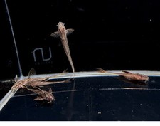 Red lizard whiptail for sale  Raleigh