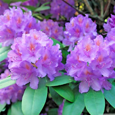 Large rhododendron boursault for sale  BALLYMENA