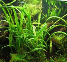 Cryptocoryne crispatula usteri d'occasion  Krautergersheim