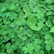 Wild ginger plant for sale  Grundy