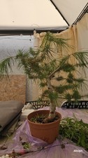 Bonsai pino aleppo usato  Saltrio