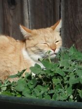 Catmint catnip nepeta for sale  BRISTOL