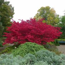 Euonymus alatus flowering for sale  IPSWICH