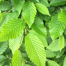 Hedge hornbeam litre for sale  UK