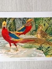 Antique 1903 golden for sale  Salina