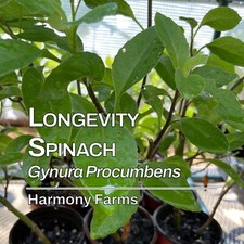 Longevity spinach plant for sale  Mauk