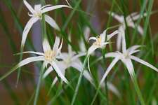 Dichromena colorata marginal for sale  MARKET RASEN