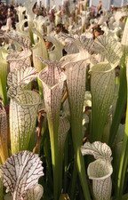 Sarracenia seedling bundle for sale  Seattle