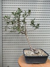 Olea europea bonsai usato  Italia