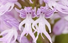 Orchis italica naked for sale  BRIGHTON