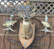 Deer fish taxidermy for sale  Pekin
