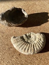 Versteinerte schnecken fossil gebraucht kaufen  Homberg (Efze)