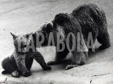 mamma orsa usato mamma orsa usato Roma