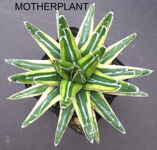 agave for sale agave for sale FORDINGBRIDGE