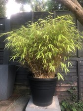 Bamboo plant large for sale  GLOUCESTER