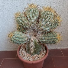 Copiapoa haseltoniana crestata usato  Modena