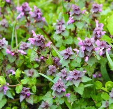catnip for sale catnip for sale DEWSBURY