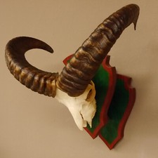 Mufflon widder geweih gebraucht kaufen  Nagel