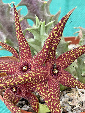 Orbea lutea var. for sale  Jacksonville