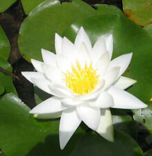 water lilies for sale water lilies for sale BUCKFASTLEIGH