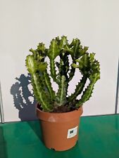 Euphorbia lactea 45cm gebraucht kaufen  Nordkirchen