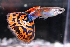 Pack red mosaic for sale  Raymond