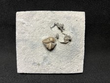 Trilobite enrolled waldron for sale  Mooresville