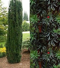 Taxus baccata fastigiata for sale  KING'S LYNN