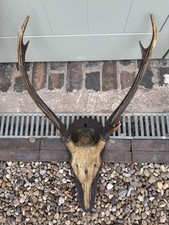 Rare sambar deer for sale  SOLIHULL