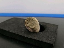 Real dinosaur egg for sale  Belleville