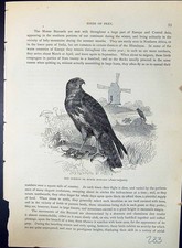 Alter mäusebussard buteo gebraucht kaufen  Versand nach Germany