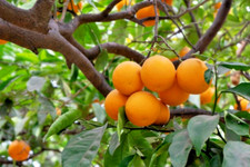 California navel orange for sale  Stockton