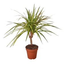 Dracaena marginata sunshine for sale  Mount Dora