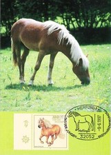 Brd pferde haflinger gebraucht kaufen  Deutschland